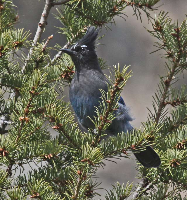 Steller's Jay