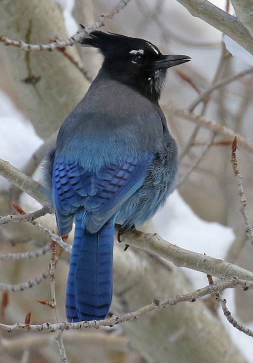 Steller's Jay