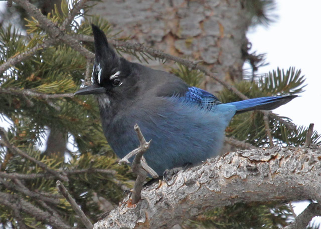 Steller's Jay