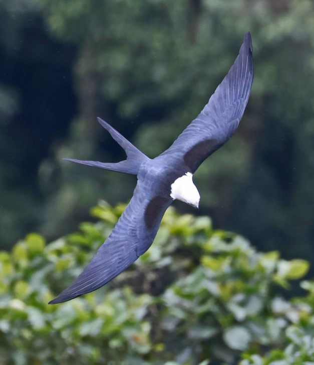 Swallow-tailed Kite