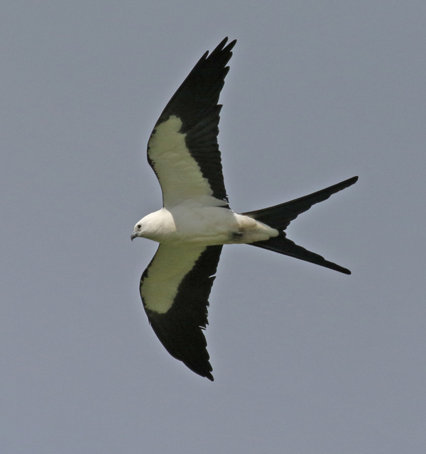 Swallow-tailed Kite (adult)