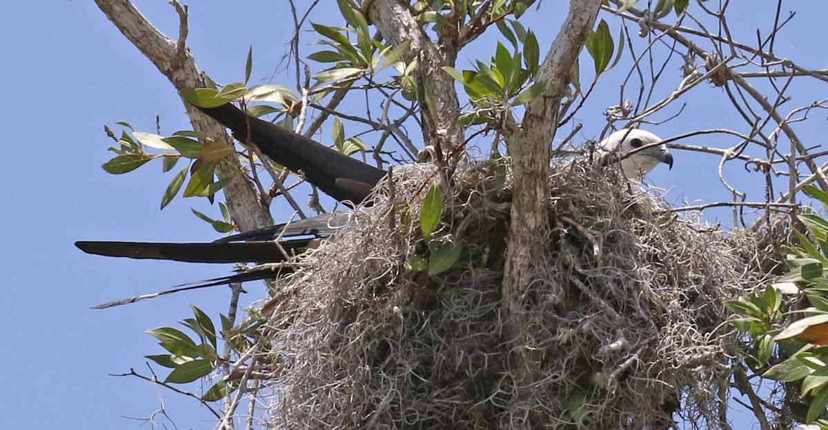 Swallow-tailed Kite (adult)