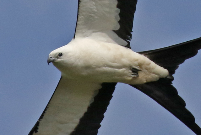 Swallow-tailed Kite (adult)