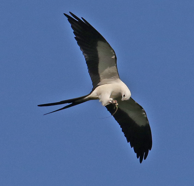 Swallow-tailed Kite (adult)