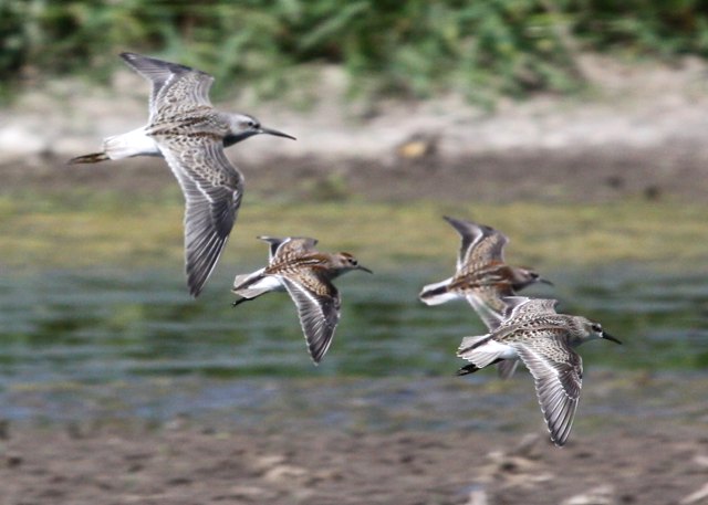 Stilt Sandpiper (juvenile in flight) photo #3