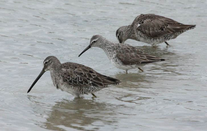 Stilt Sandpiper (adult in basic plumage) in the middle of two Dowitchers