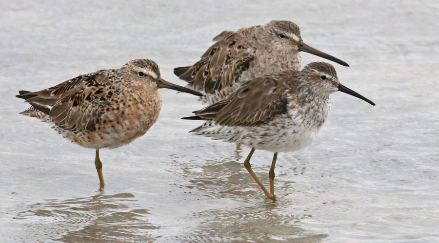 Stilt Sandpiper (adult in basic plumage) in the middle of two Dowitchers
