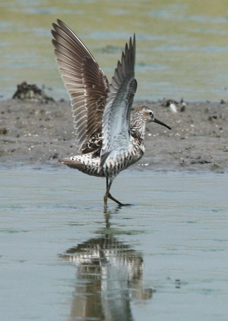 Stilt Sandpiper