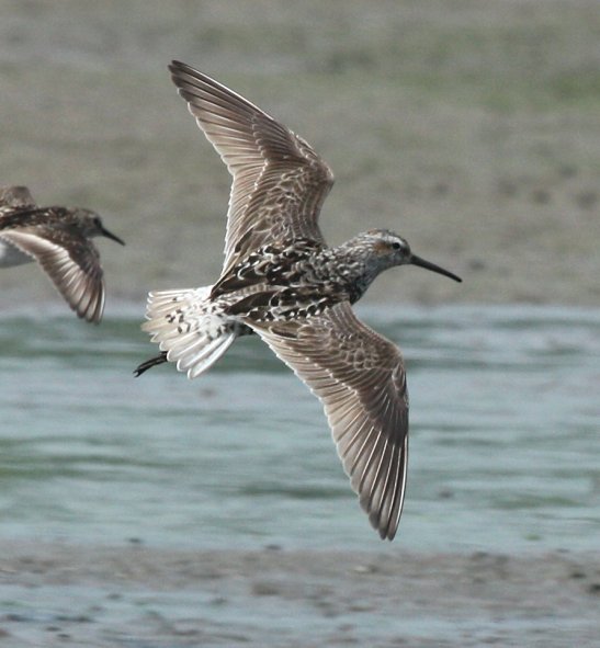 Stilt Sandpiper