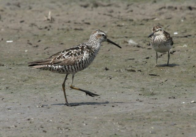 Stilt Sandpiper