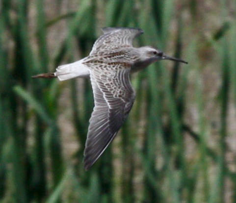 Stilt Sandpiper (juvenile in flight) photo #4