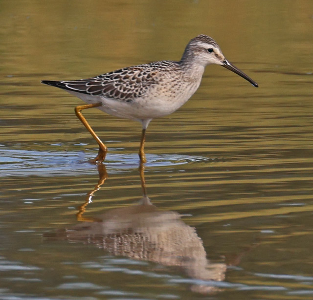 Stilt Sandpiper (juvenile)