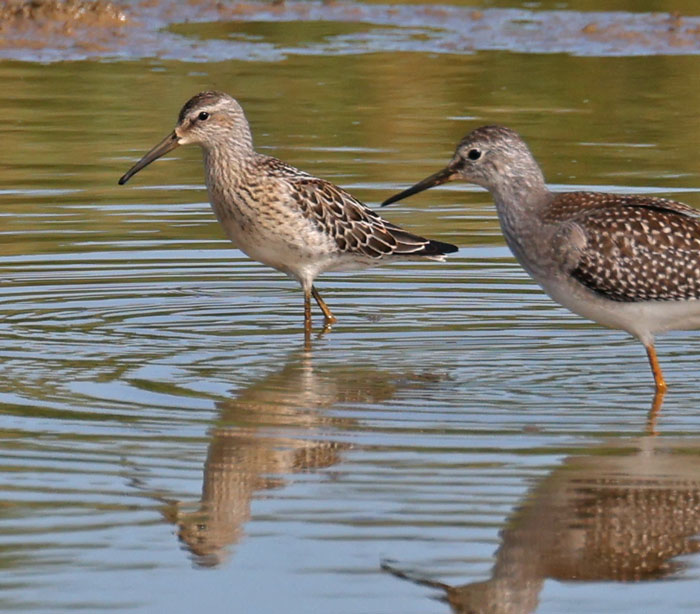 Stilt Sandpiper (juvenile)