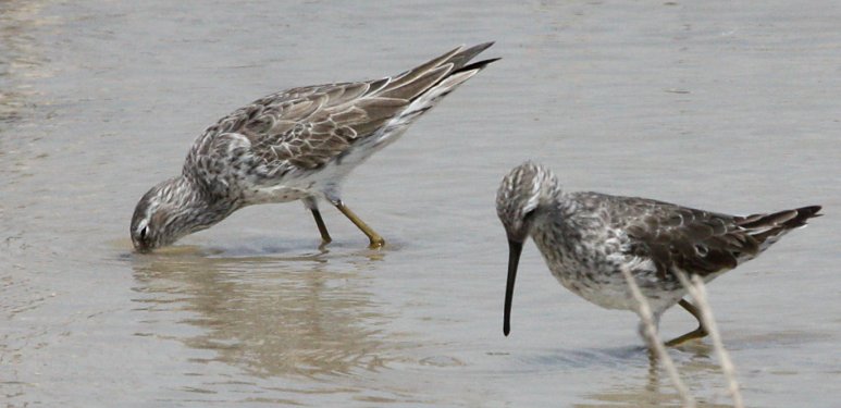 Stilt Sandpiper (adult in basic plumage)