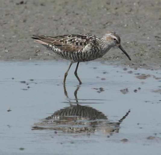Stilt Sandpiper