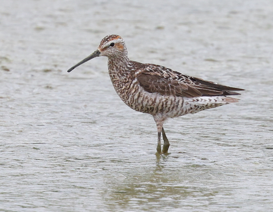 Stilt Sandpiper