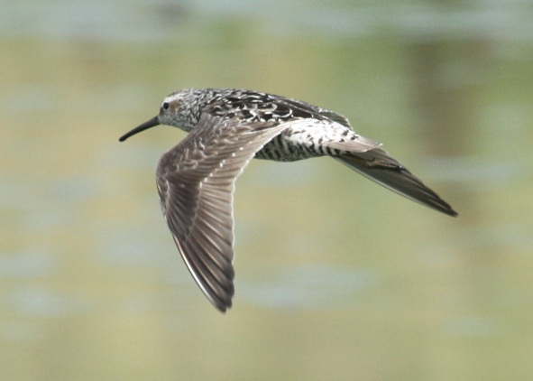 Stilt Sandpiper
