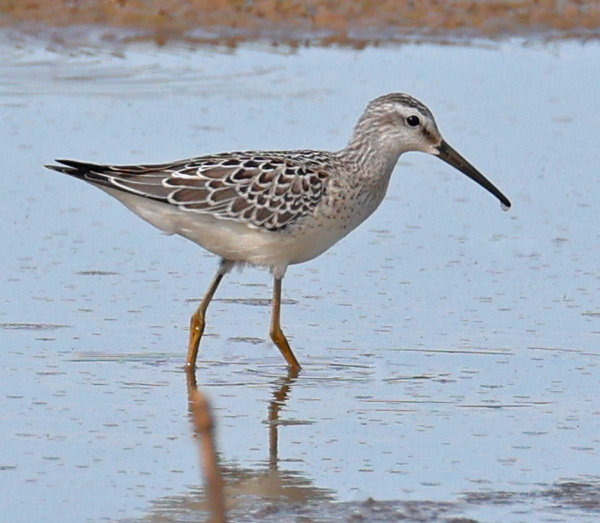Stilt Sandpiper (juvenile)