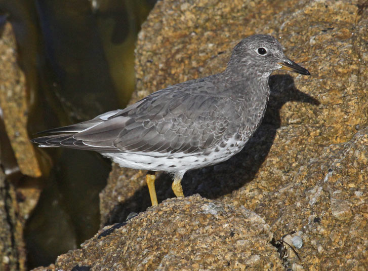 Surfbird (juvenile)