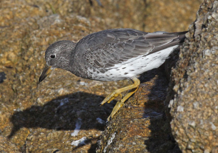 Surfbird (juvenile)
