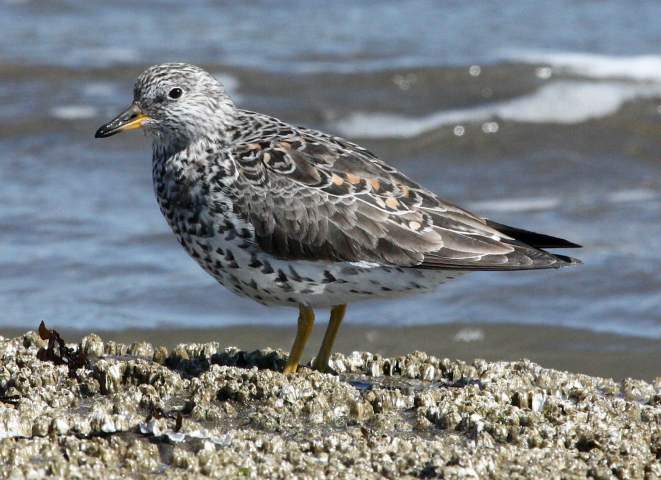 Surfbird photo #1