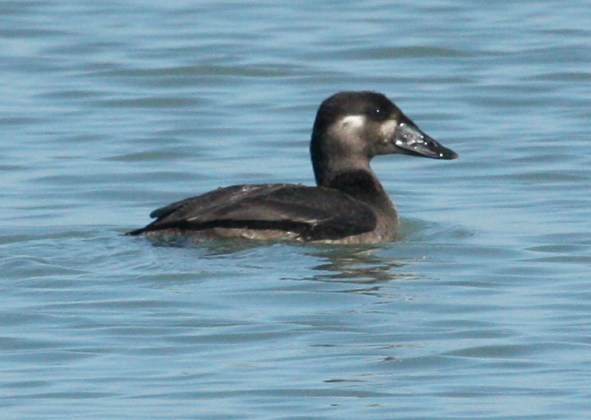 Surf Scoter (female)