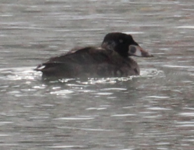 Surf Scoter (1st cycle male)