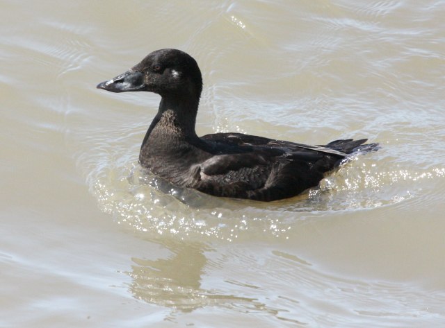 Surf Scoter (female)