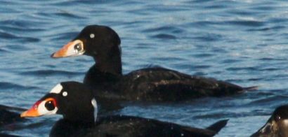 Surf Scoter (1st cycle male)