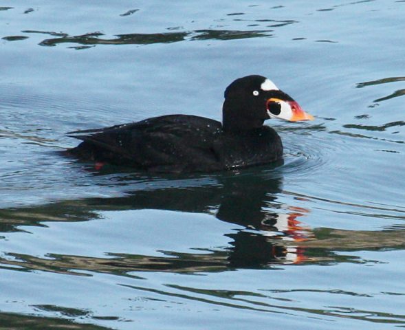 Surf Scoter (adult male)