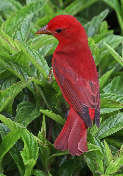 Summer Tanager