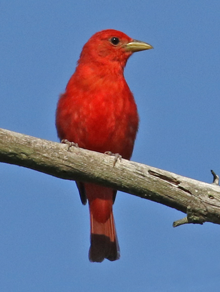 Summer Tanager