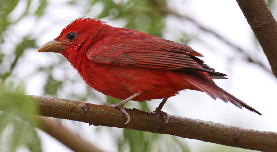 Summer Tanager