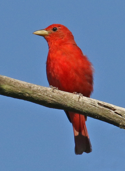 Summer Tanager