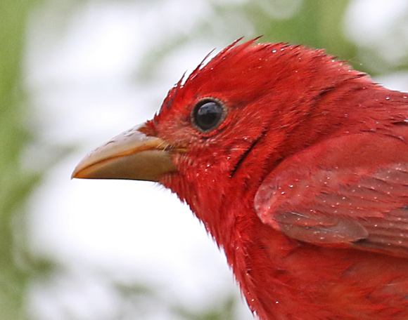 Summer Tanager