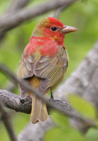 Summer Tanager (1st cycle male) Photo 2