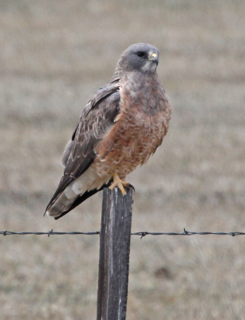 Swainson's Hawk (rufous morph adult)