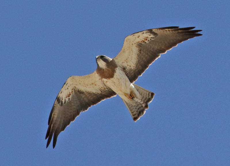 Swainson's Hawk (adult in flight)- 