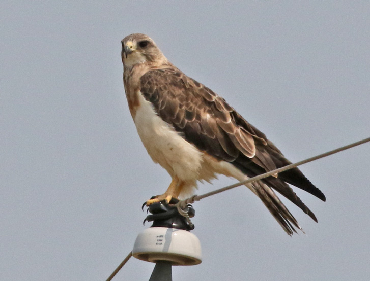 Swainson's Hawk (adult)