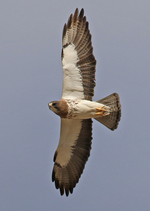 Swainson's Hawk (adult in flight)- 
