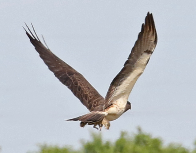 Swainson's Hawk (adult in flight)- 