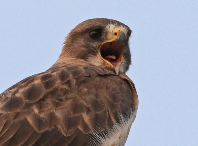 Swainson's Hawk (adult)