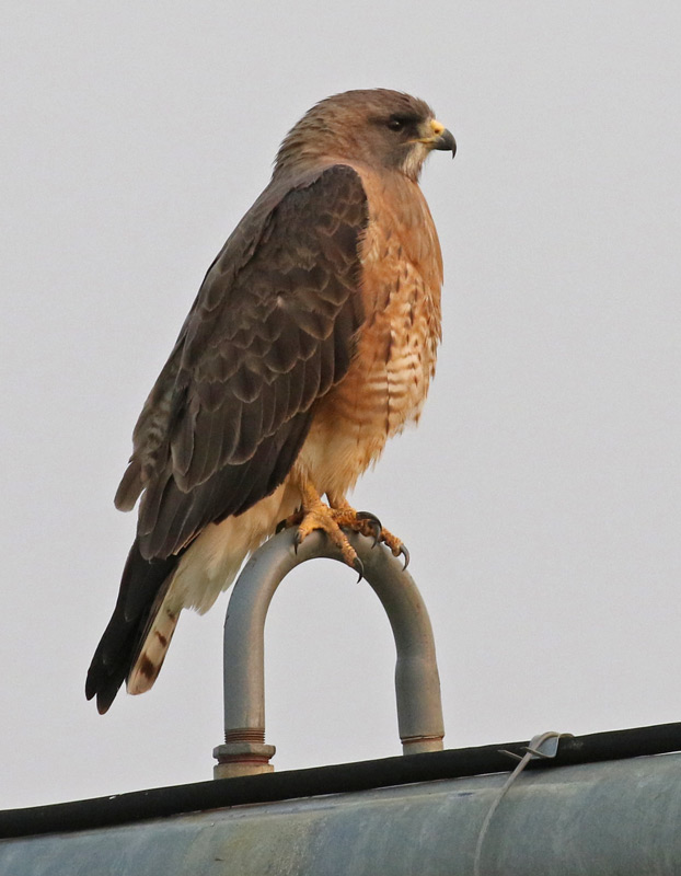 Swainson's Hawk (adult)