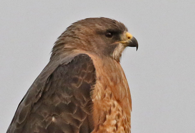 Swainson's Hawk (adult)