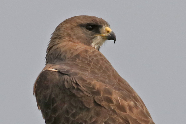 Swainson's Hawk (adult)