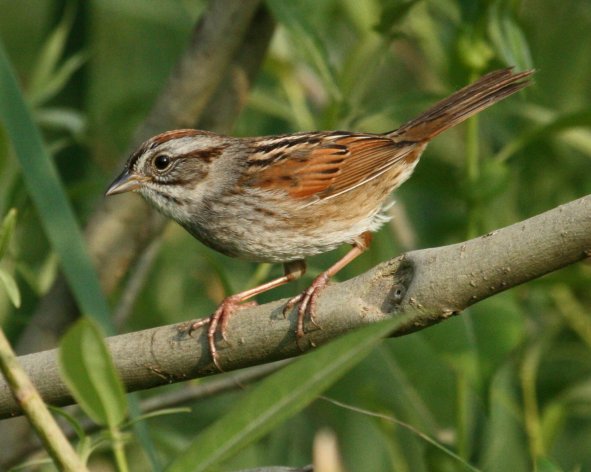Swamp Sparrow photo #1