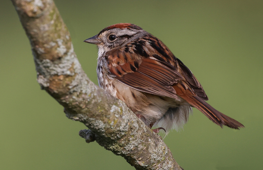 Swamp Sparrow photo #5