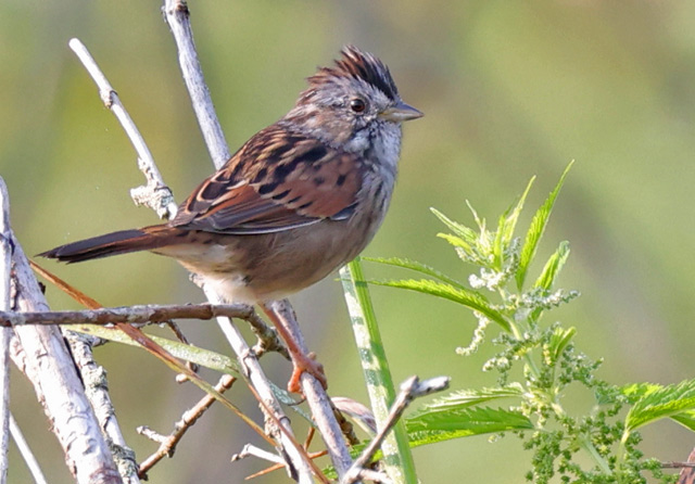 Swamp Sparrow photo #3