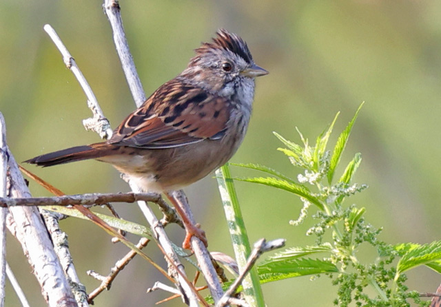 Swamp Sparrow photo #4
