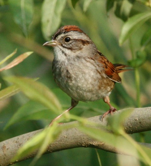 Swamp Sparrow photo #2